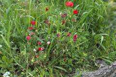 Papaver rhoeas