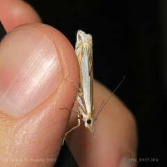 Crambus leachellus