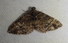 Eucymatoge peplodes