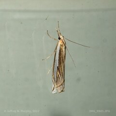Crambus leachellus