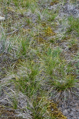 Carex ledebouriana