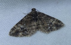 Eucymatoge peplodes