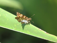 Noctuana