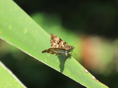 Noctuana