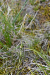 Carex ledebouriana