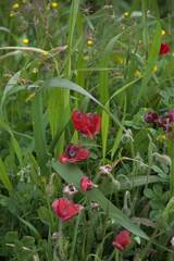 Papaver rhoeas