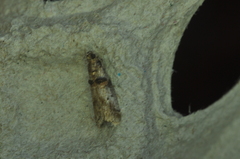 Acrobasis