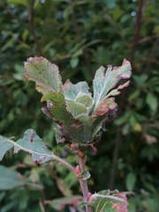 Rabdophaga rosaria