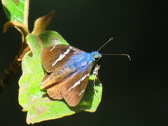 Astraptes fulgerator