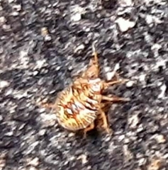 Asopinae