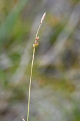 Carex ledebouriana