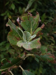 Rabdophaga rosaria