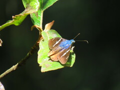 Astraptes fulgerator