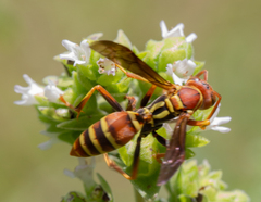 Polistes dorsalis