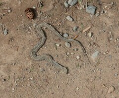 Thamnophis sirtalis pallidulus