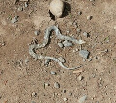 Thamnophis sirtalis pallidulus
