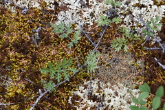 Artemisia laciniata