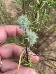 Artemisia dracunculus