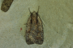 Eueretagrotis attentus