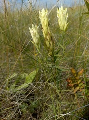 Castilleja pallida