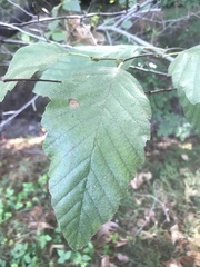 Alnus rhombifolia