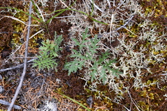 Artemisia laciniata
