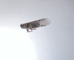 Cixiinae