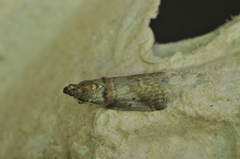 Acrobasis