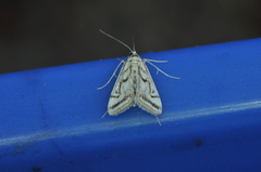 Parapoynx badiusalis