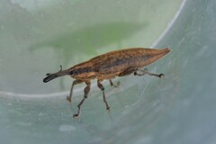 Lixus iridis
