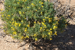 Crassothonna protecta