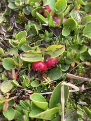 Gaultheria humifusa