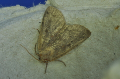 Orthodes cynica