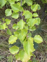 Pyrus calleryana