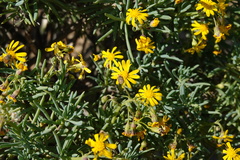 Crassothonna protecta