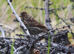 Emberiza pusilla