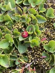 Gaultheria humifusa