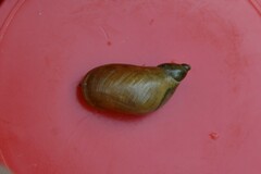 Succinea putris