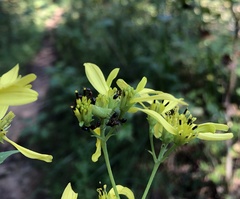 Myrmentoma