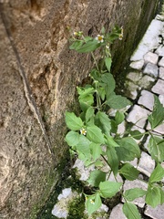 Galinsoga quadriradiata