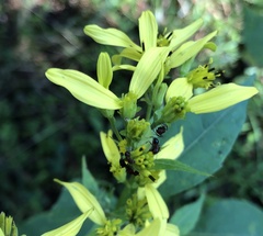 Myrmentoma