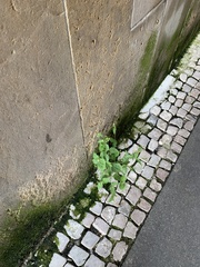 Galinsoga quadriradiata