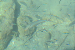 Seriola dumerili
