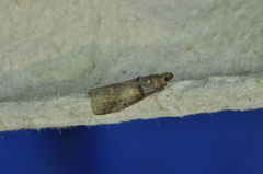 Acrobasis