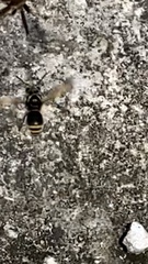 Brachygastra mellifica