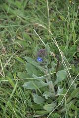Anchusa