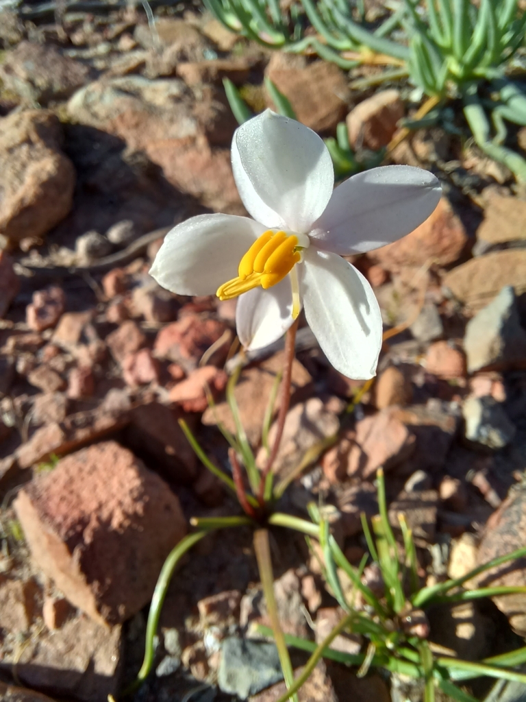Lady's hand (Cyanella alba)