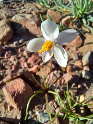 Lady's hand (Cyanella alba)