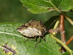 Troilus luridus
