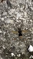 Brachygastra mellifica